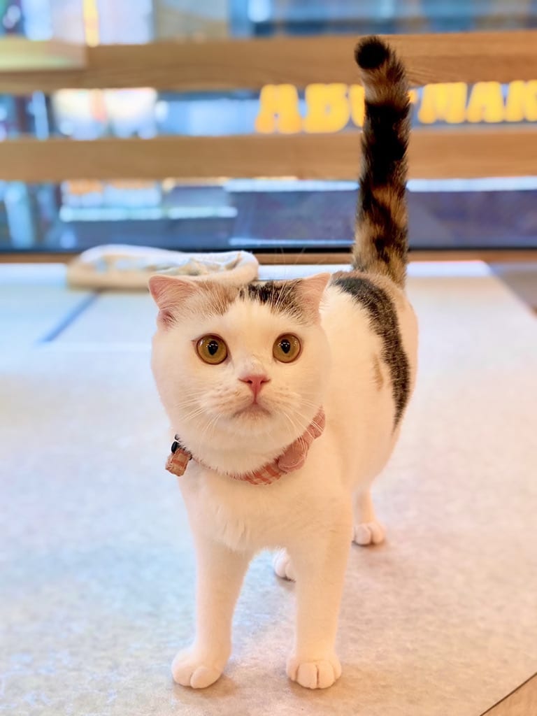 猫スタッフ うめ子 の写真2