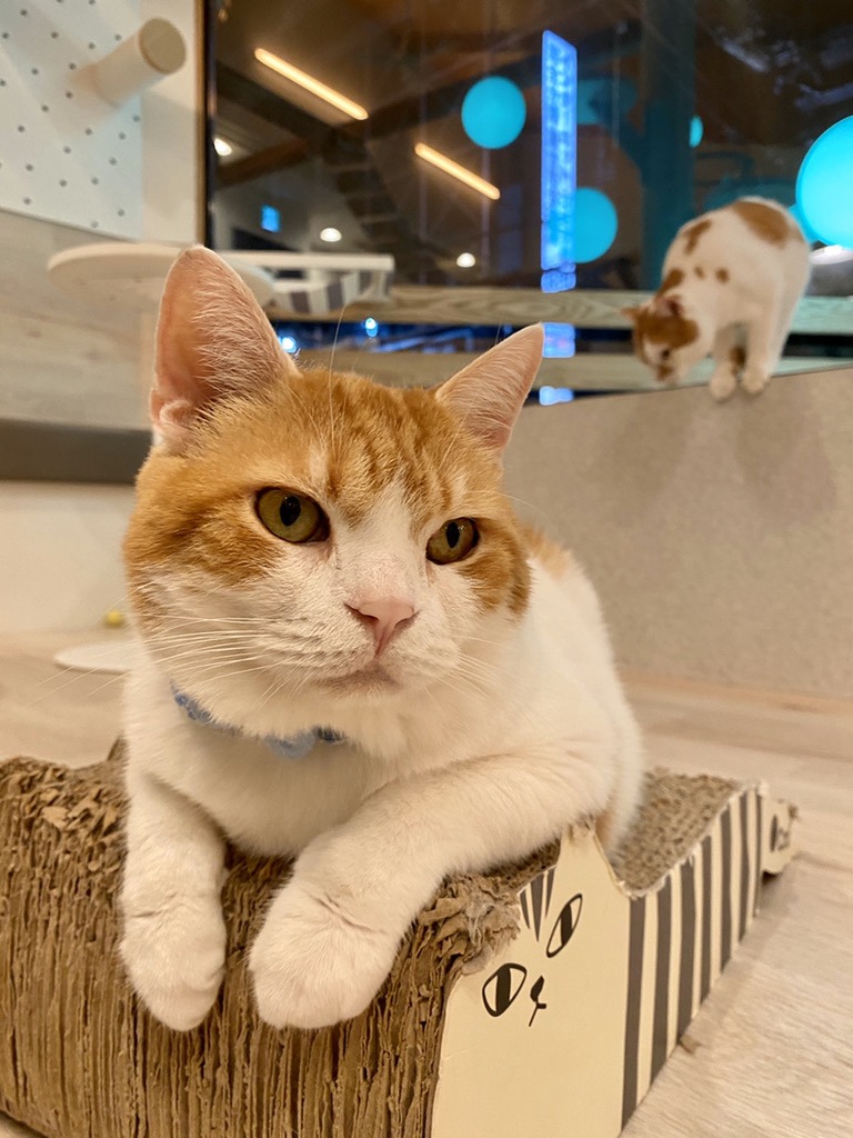 猫スタッフ あにき の写真2