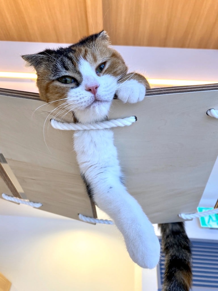 猫スタッフ おみそ の写真2