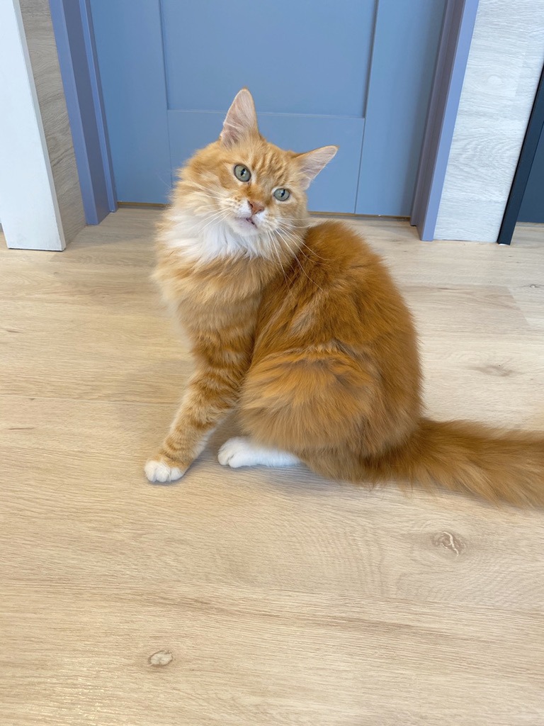 猫スタッフ みかん の写真2