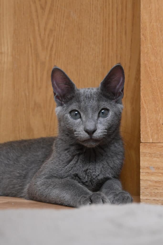 販売中の子猫 ロシアンブルー の写真2