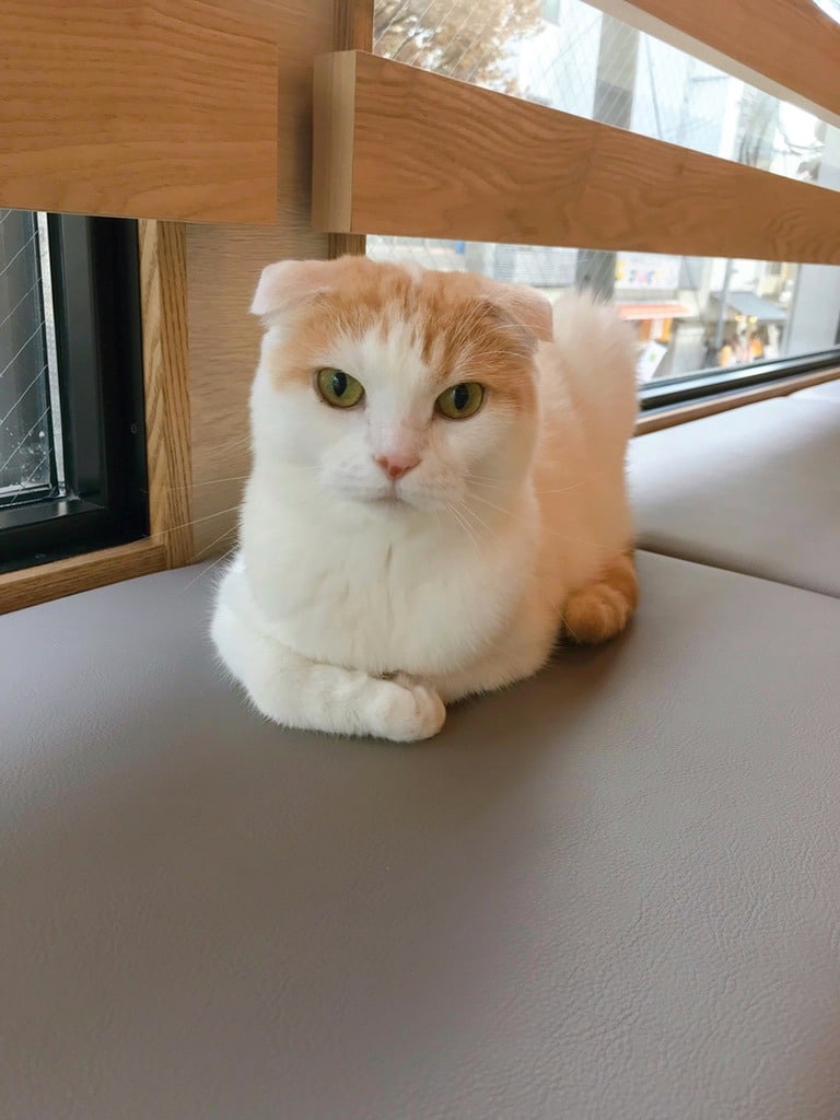 猫スタッフ そら の写真2