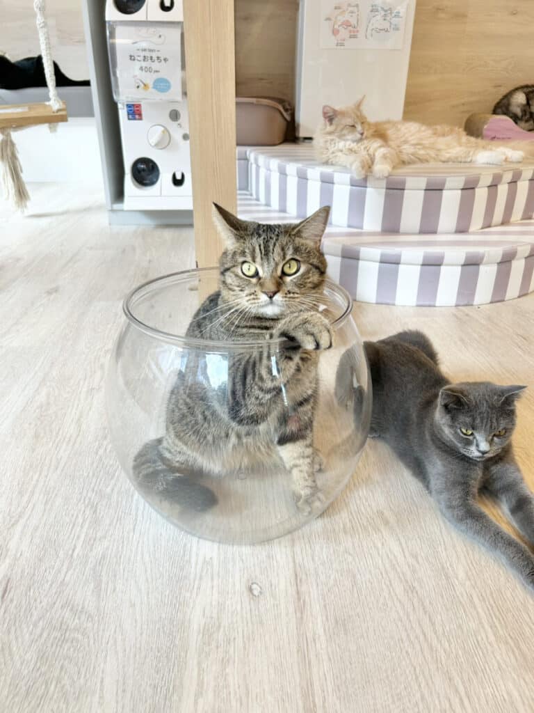 猫スタッフ ベンティー の写真2