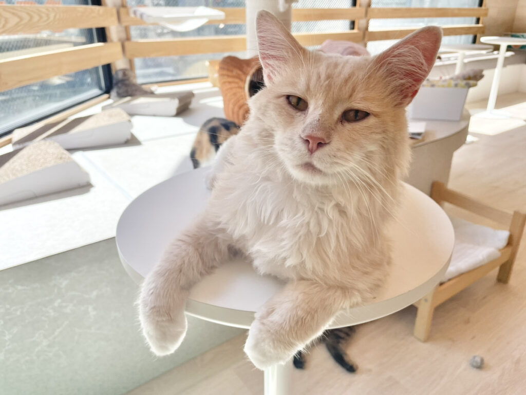 猫スタッフ リオン の写真2