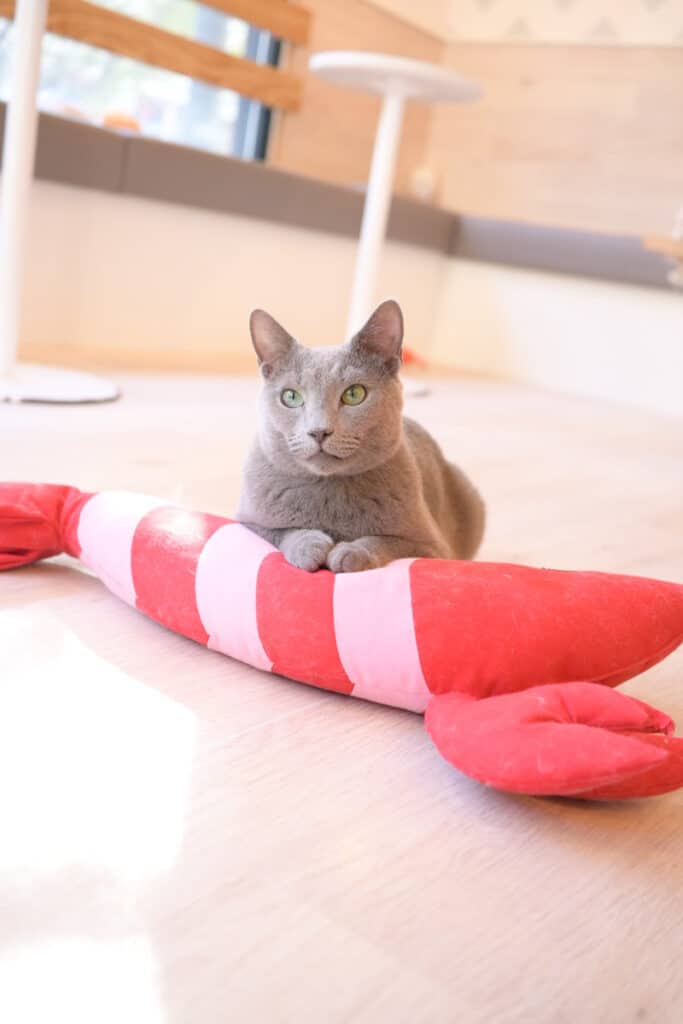 猫スタッフ スカイ の写真2