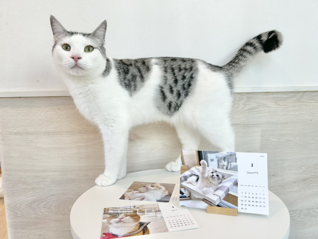 猫スタッフ ツナ の写真2