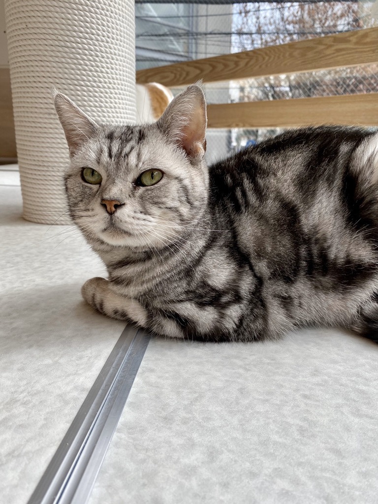猫スタッフ どんちゃん の写真2