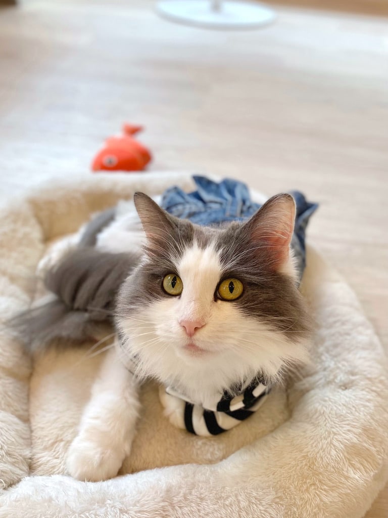 猫スタッフ ゆめ の写真2