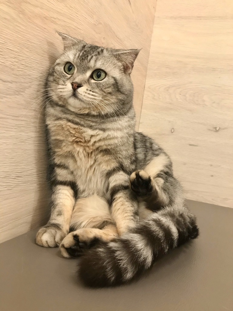 猫スタッフ すず の写真2
