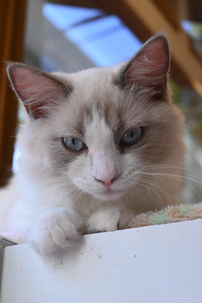 販売中の子猫 ラグドール の写真2