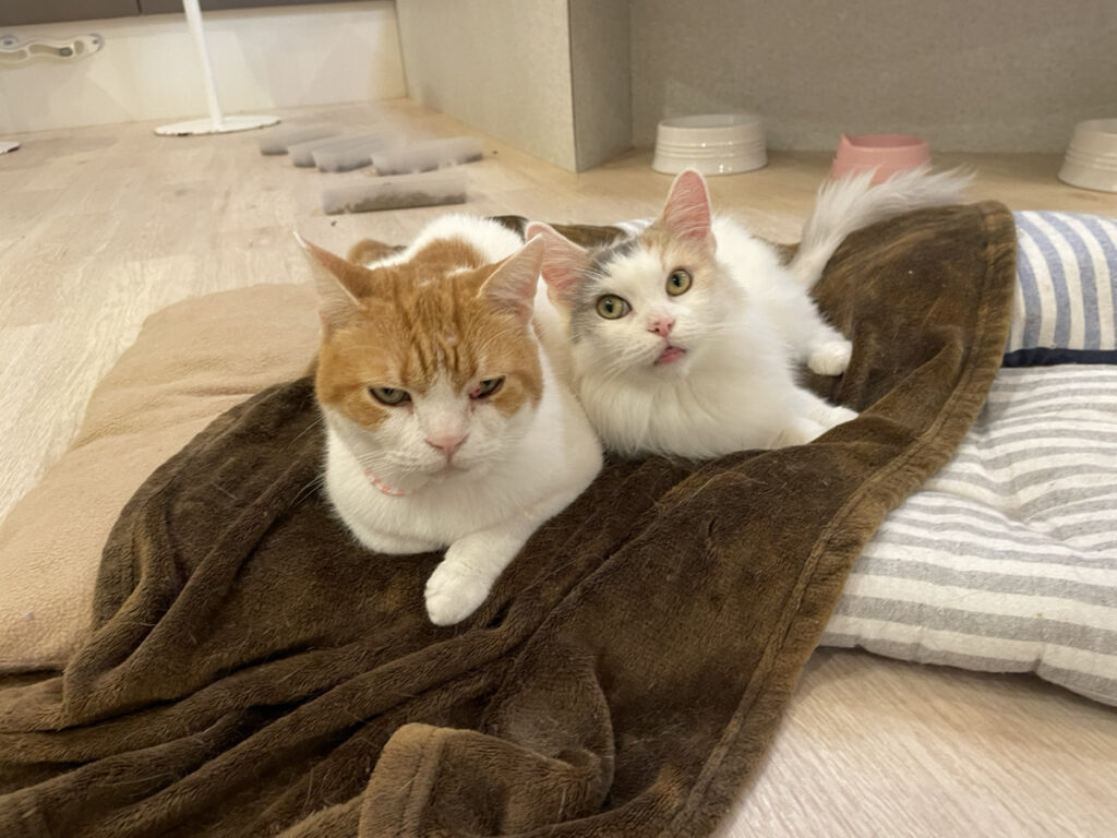 猫スタッフ みやこ の写真2