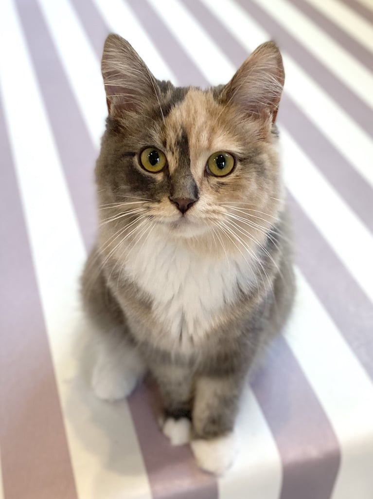 猫スタッフ ラム の写真2