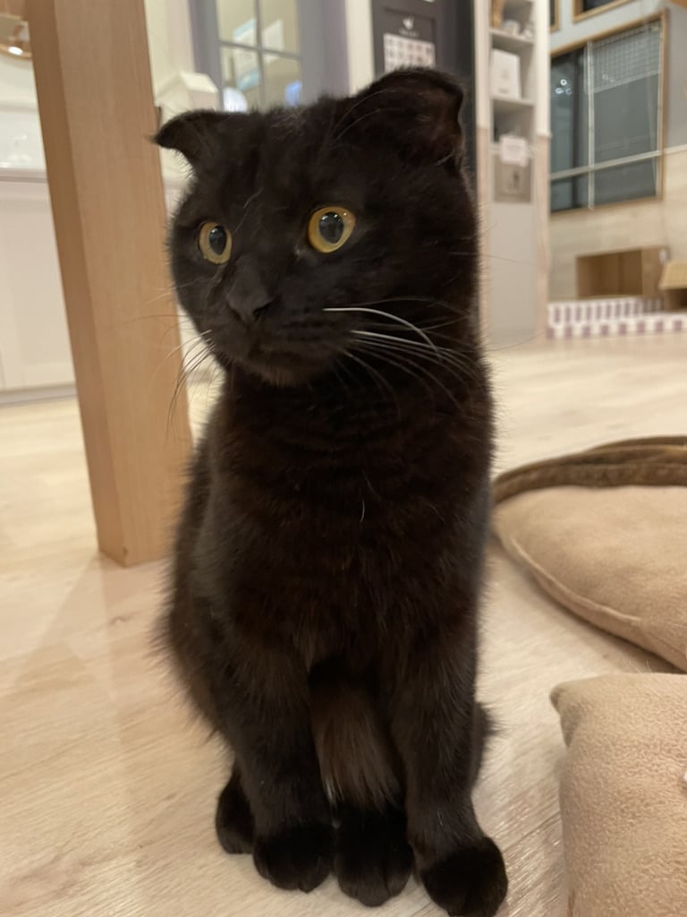 猫スタッフ ボブ の写真2