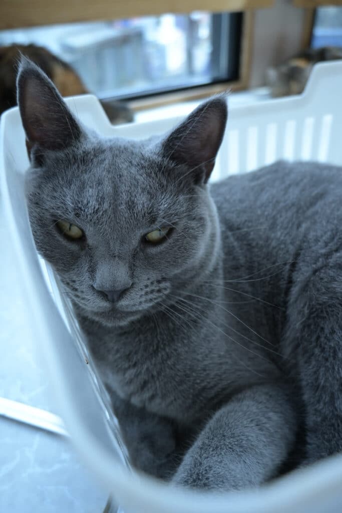 猫スタッフ トム の写真2