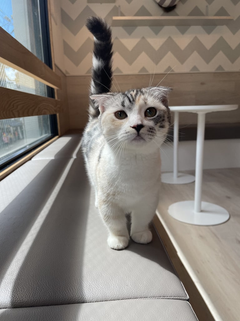 猫スタッフ はんぺん の写真2