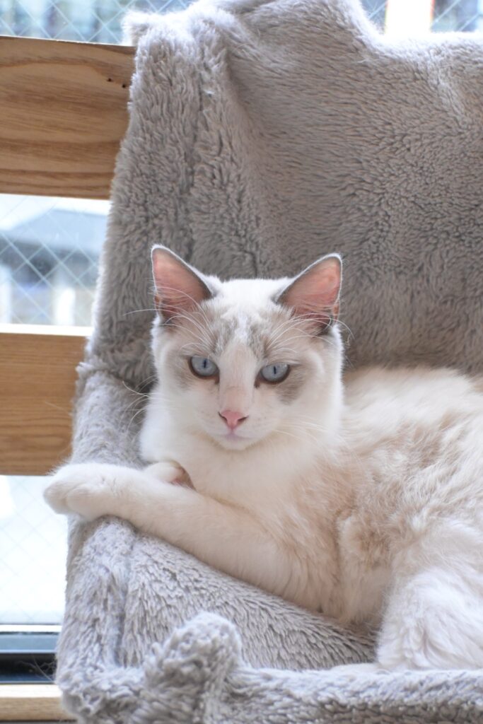 販売中の子猫 ラグドール の写真2