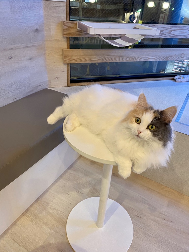 猫スタッフ あやめ の写真2