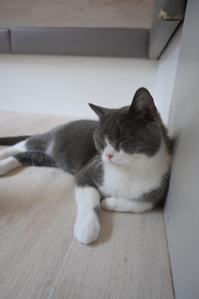猫スタッフ ちぇちぇ の写真2
