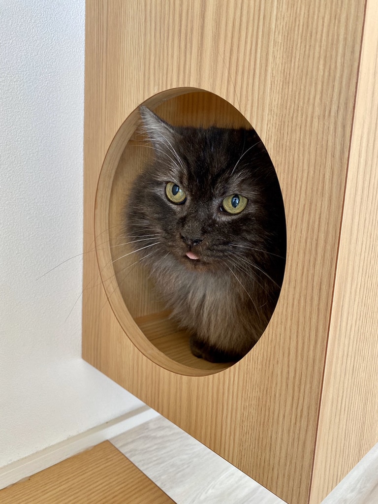 猫スタッフ くろ の写真2