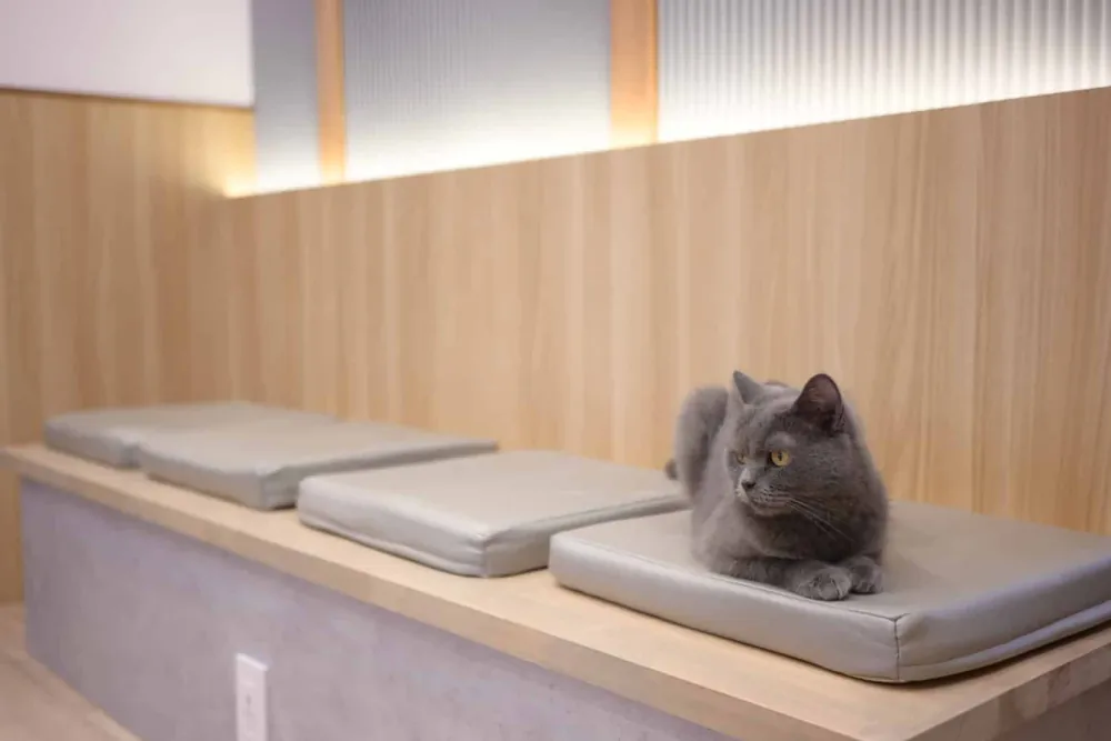 1F猫カフェのベンチでくつろぐ猫