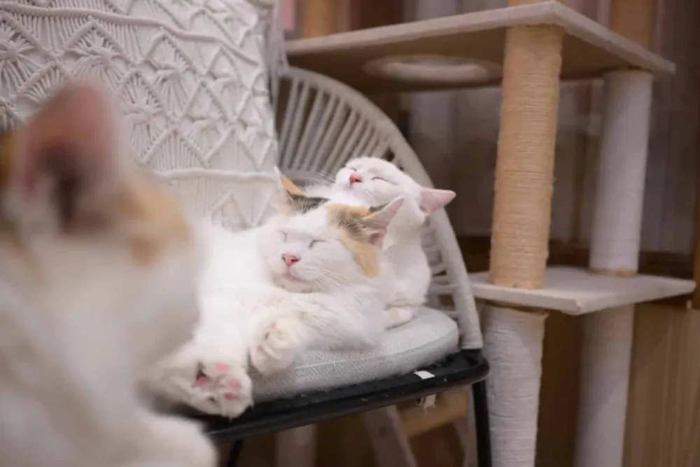 1F猫カフェの椅子で寄り添って眠る猫
