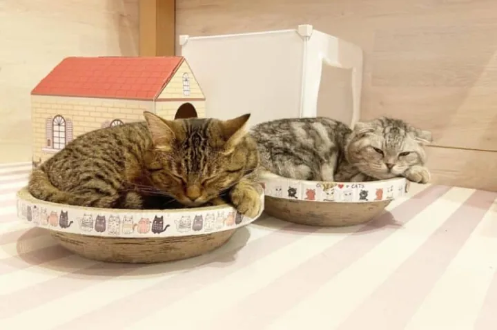 猫の画像