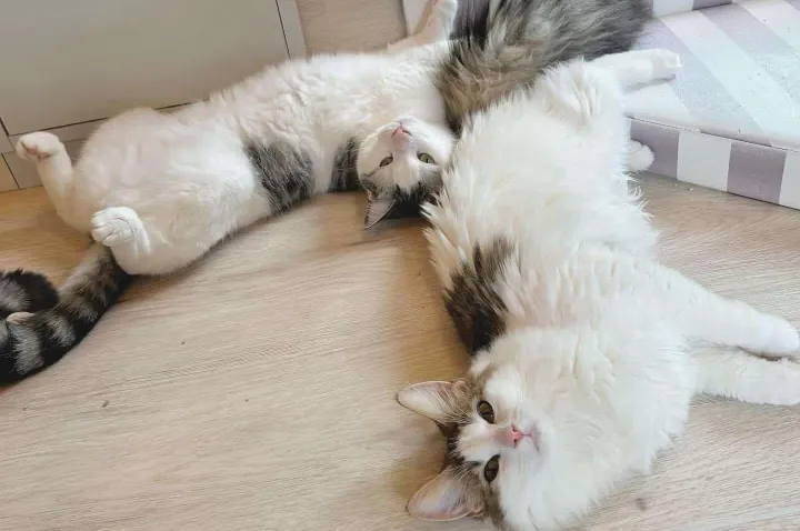 猫の画像
