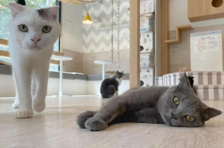 猫の画像