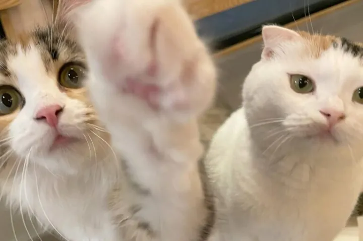 猫の画像