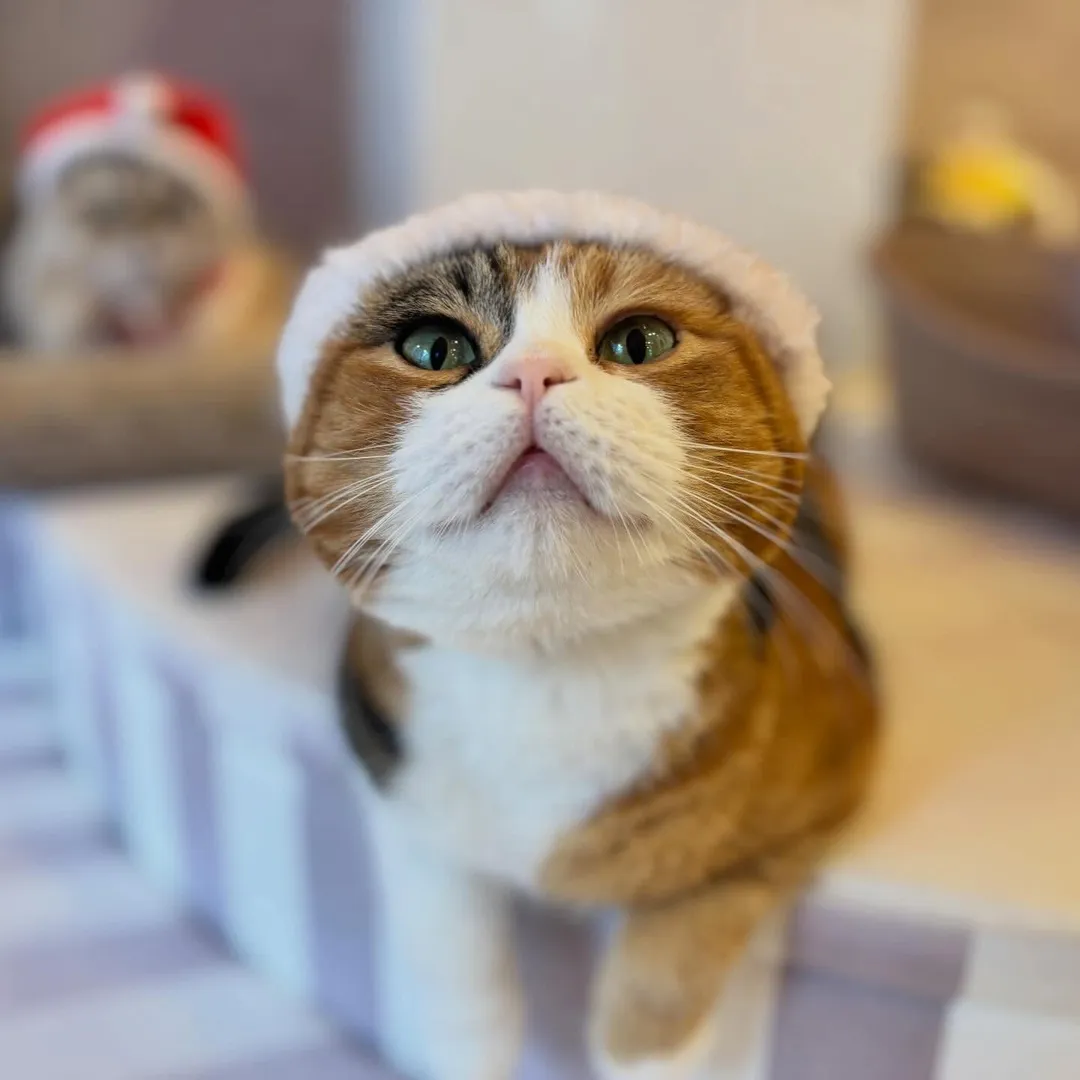 投稿の写真3