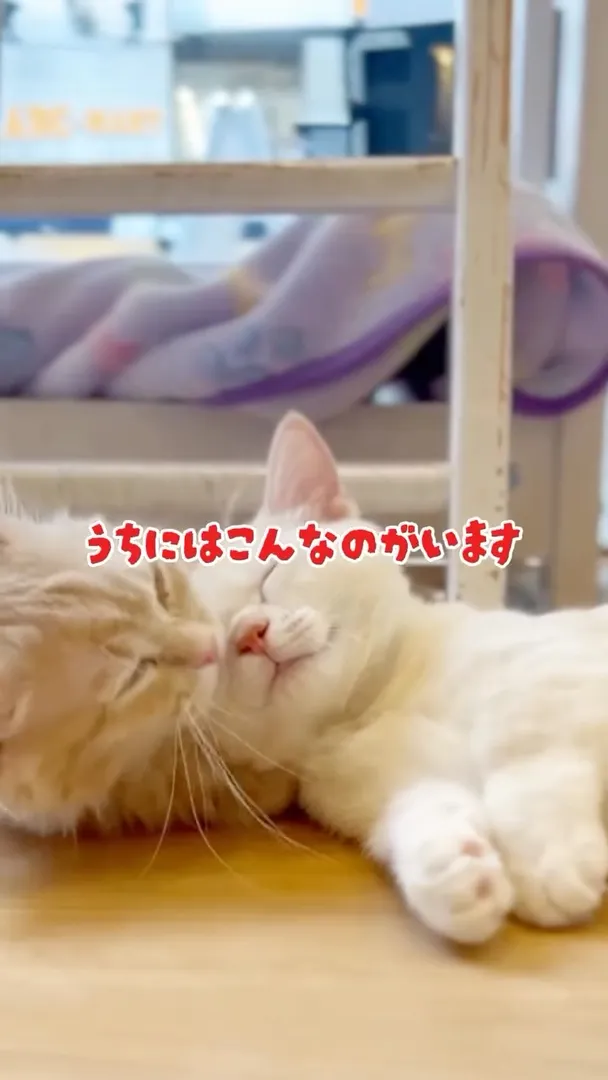 投稿の写真