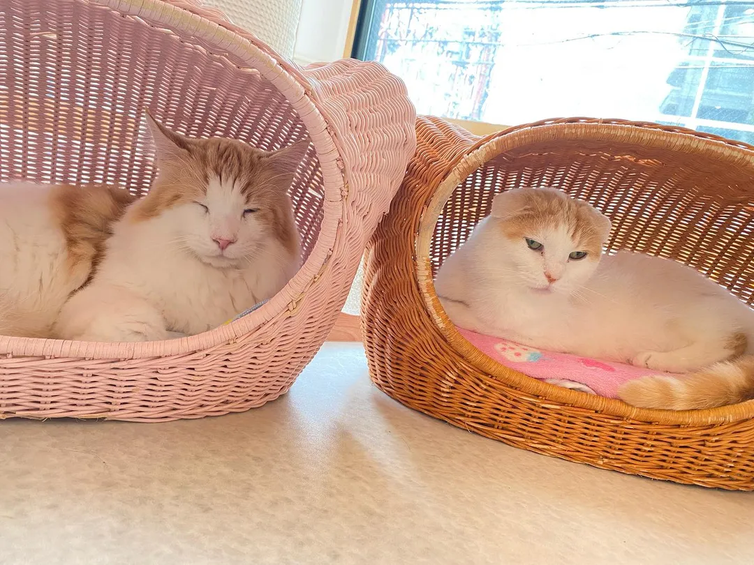 投稿の写真2