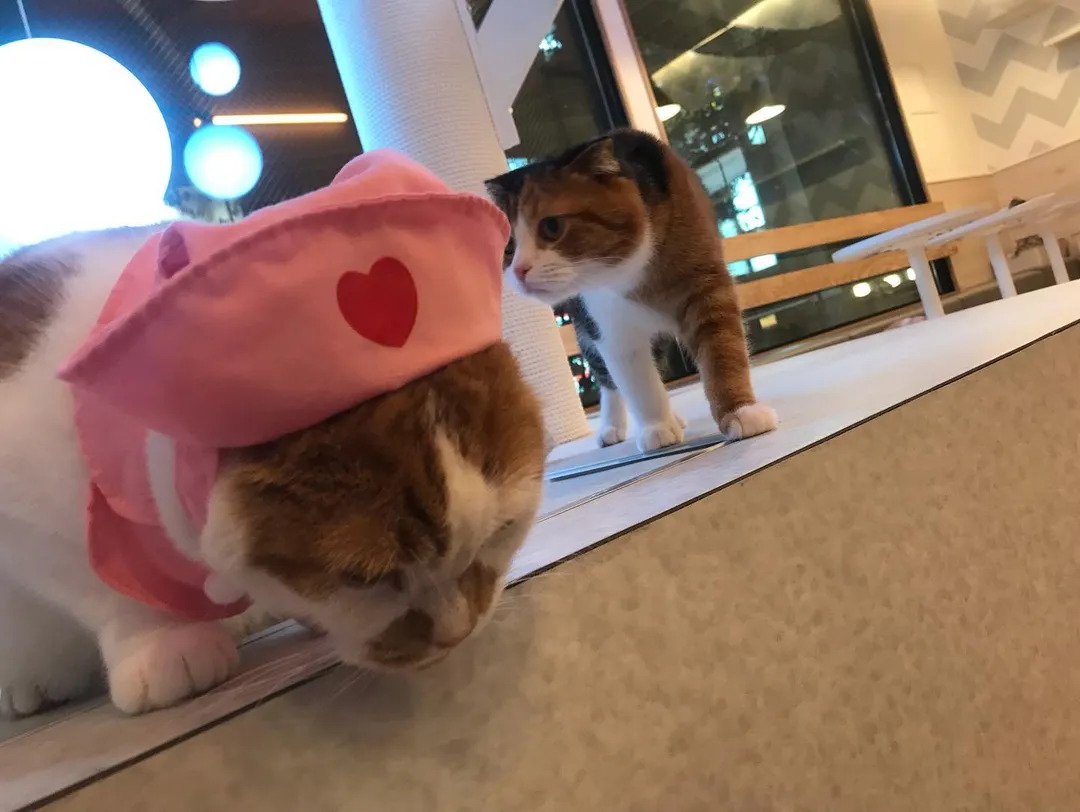 投稿の写真3