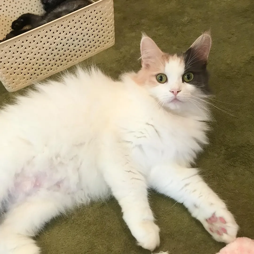 投稿の写真2
