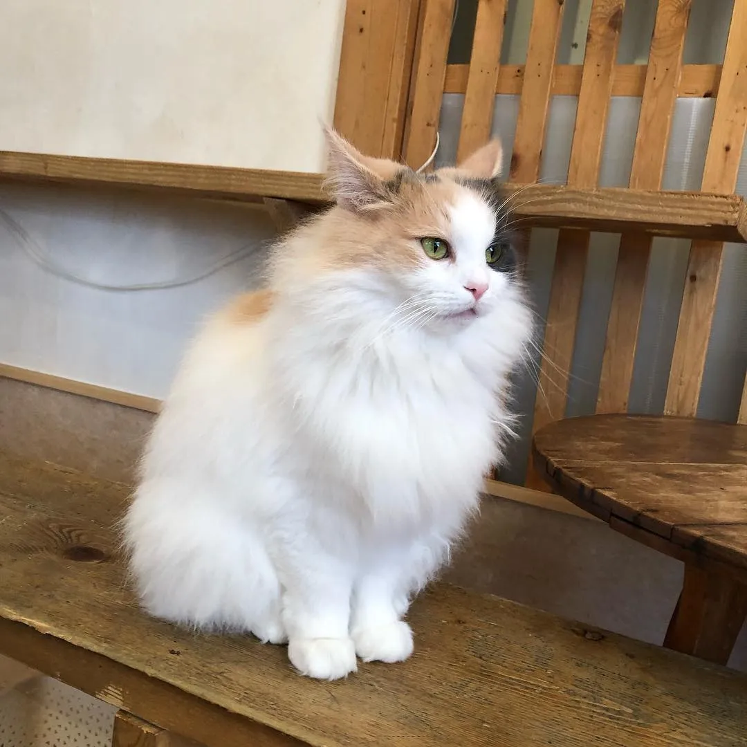 投稿の写真3