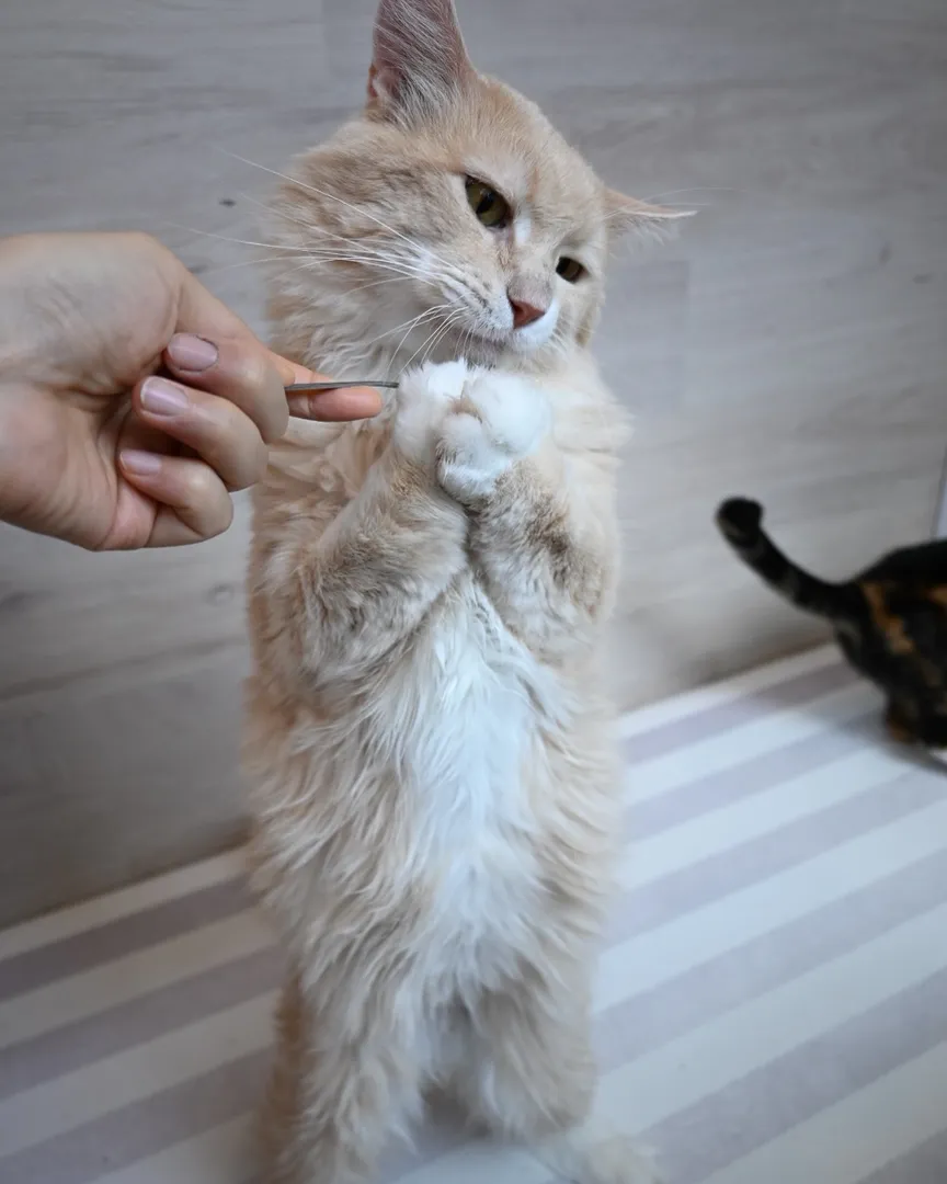 投稿の写真15