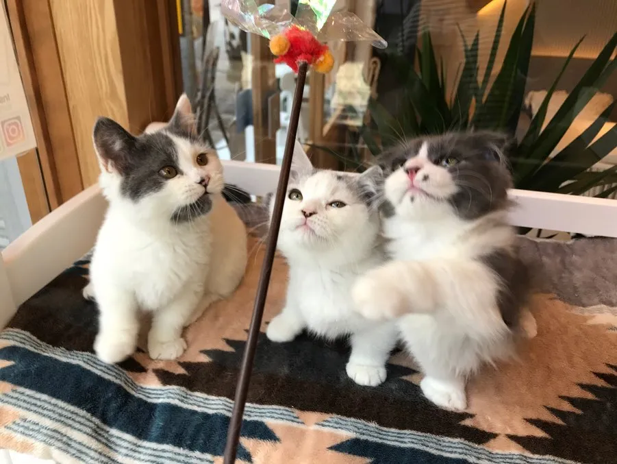 投稿の写真6