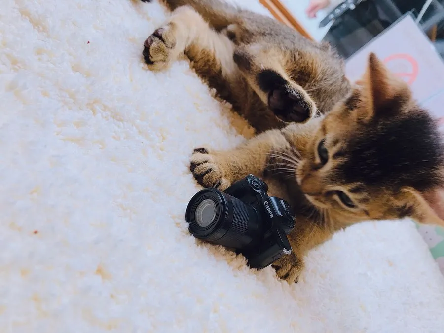 投稿の写真3