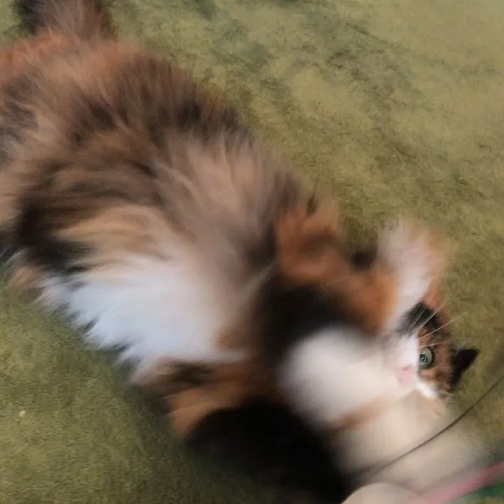 投稿の写真2