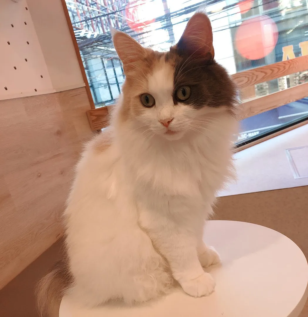 投稿の写真1