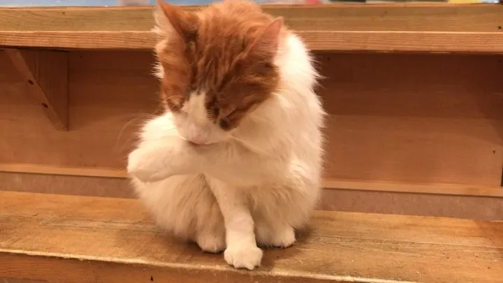 投稿の写真2