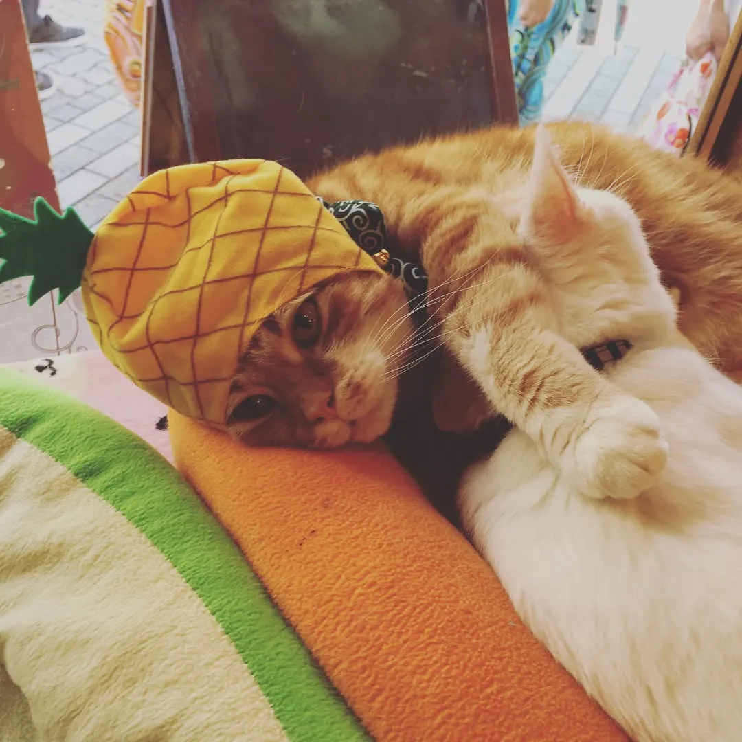 投稿の写真2