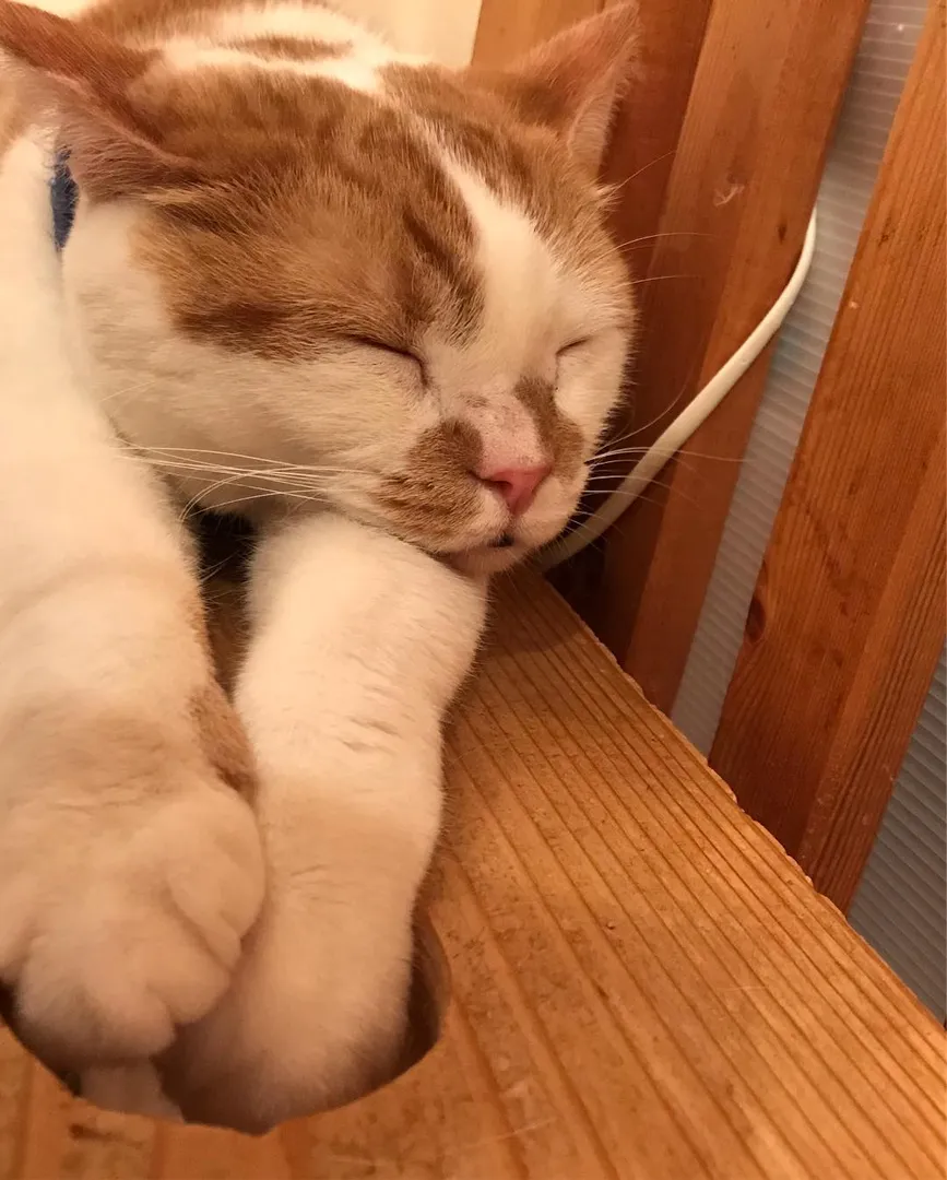 投稿の写真7