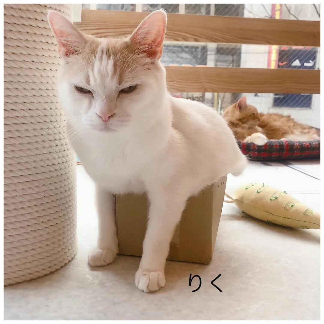 投稿の写真3