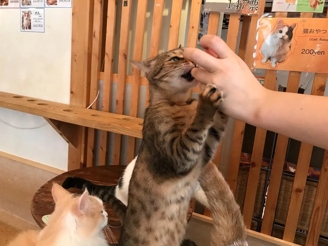 投稿の写真4