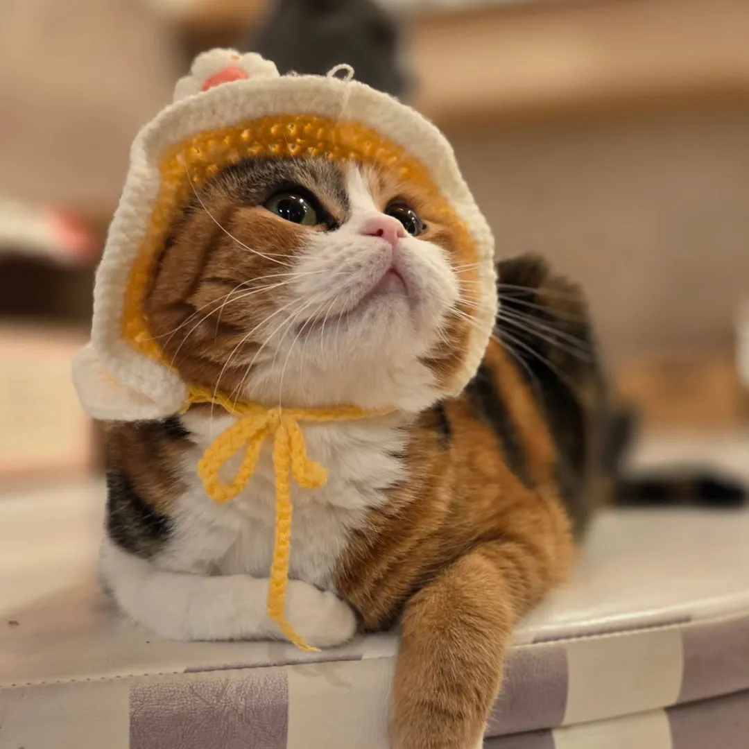 投稿の写真1