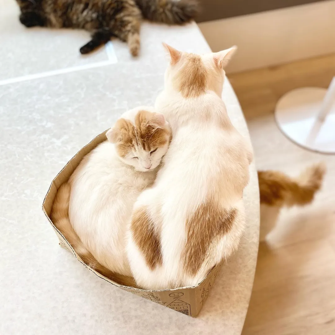 投稿の写真3