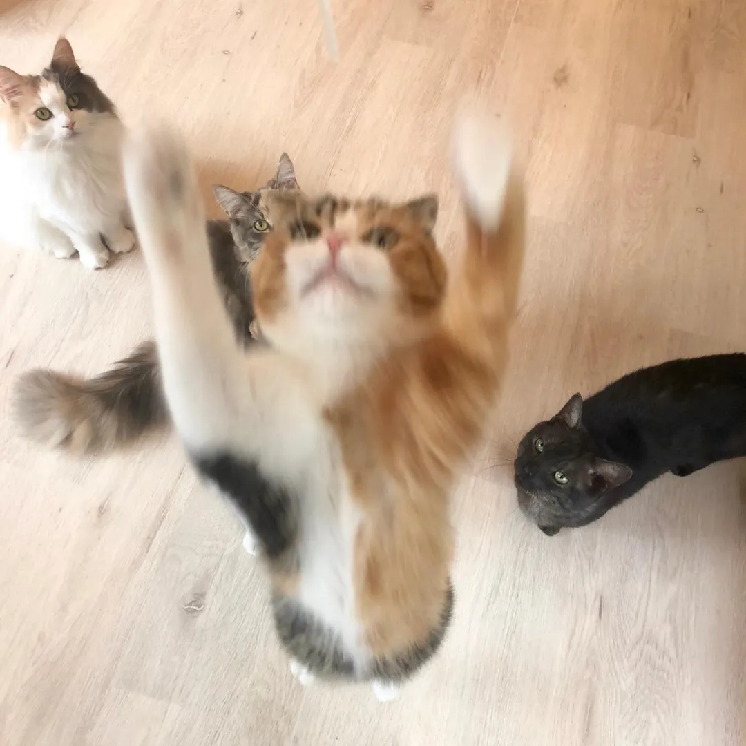 投稿の写真3