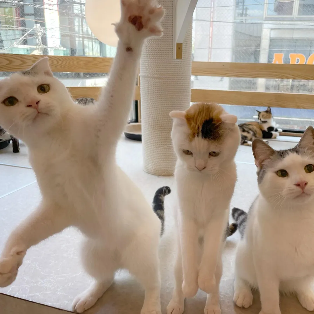 投稿の写真4