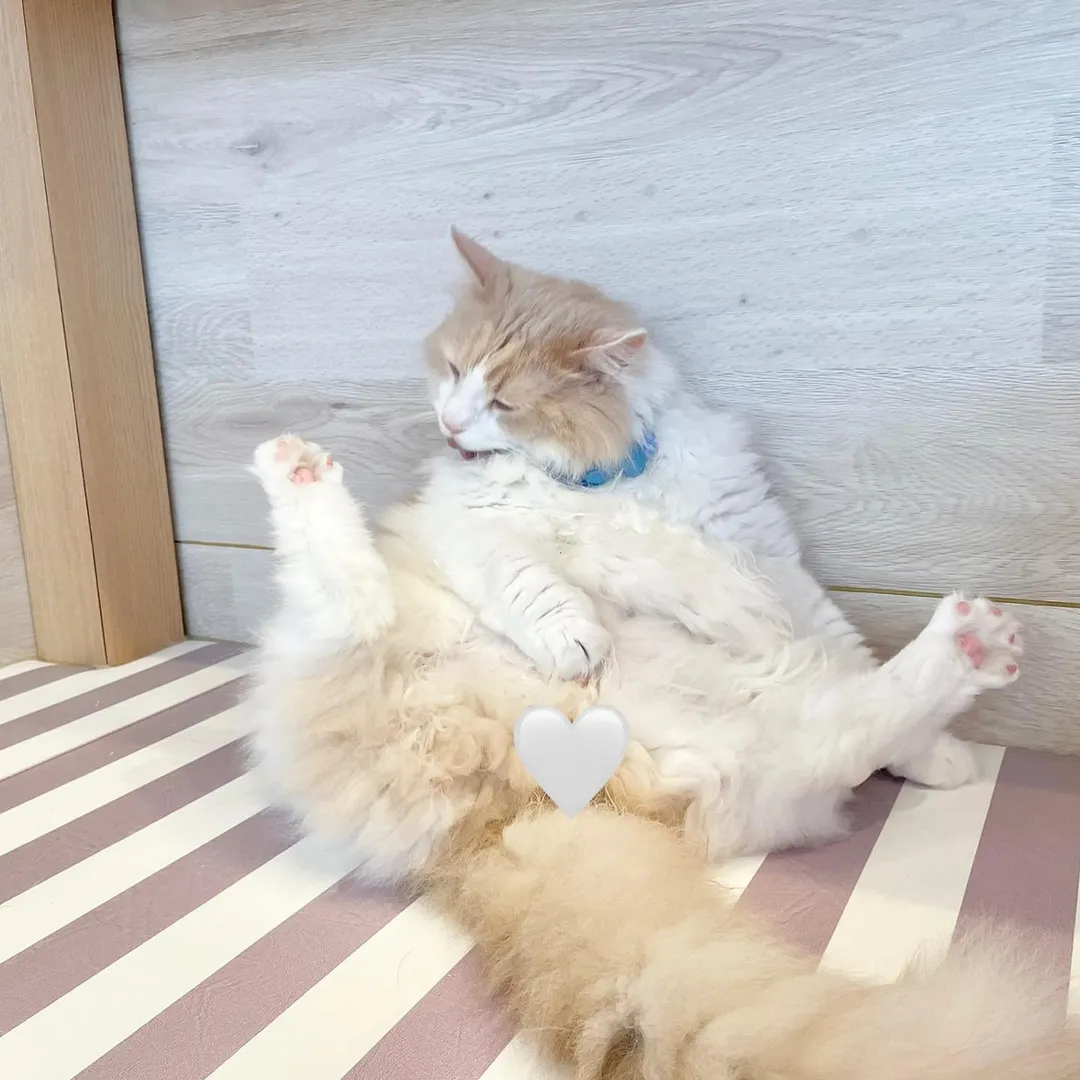 投稿の写真3